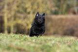 SCHIPPERKE 785